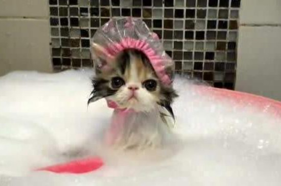 怎么让猫洗澡