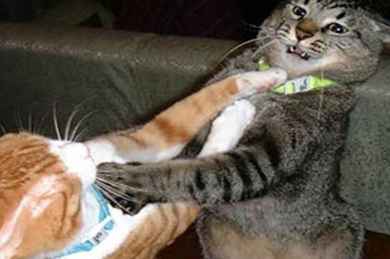 两只猫打架把眼睛抓伤怎么办