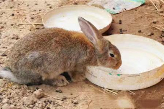 兔子可以喝矿泉水吗