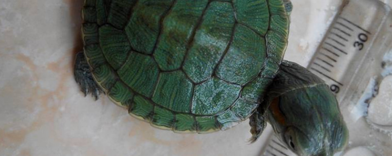 乌龟水霉病和脱皮区别