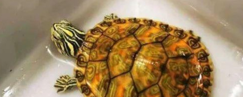 乌龟能放在高锰酸钾水里吗