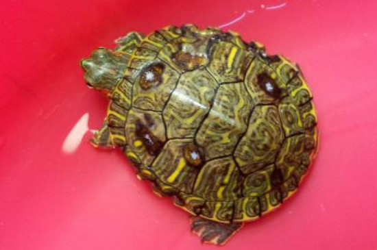 乌龟能放在高锰酸钾水里吗