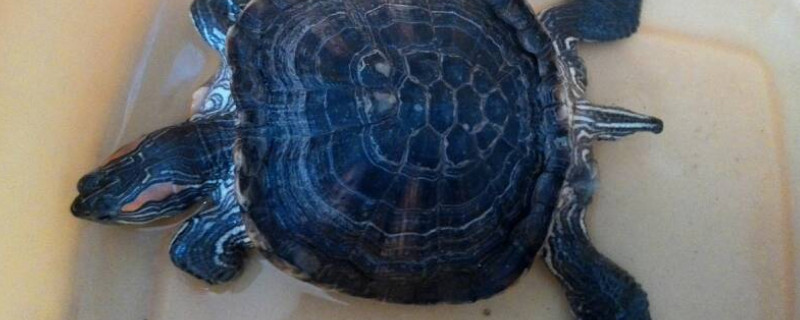 乌龟退壳代表什么