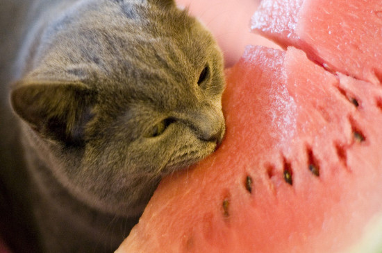 猫咪可以吃西瓜皮吗