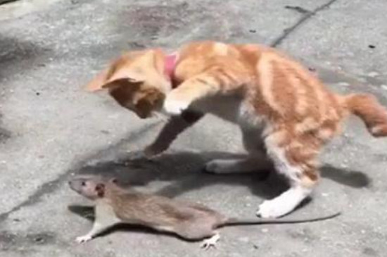 怎么判断一个猫会不会捉老鼠