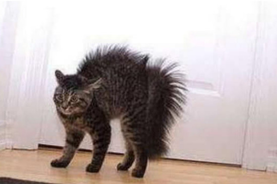 猫炸毛弓背是怎么回事