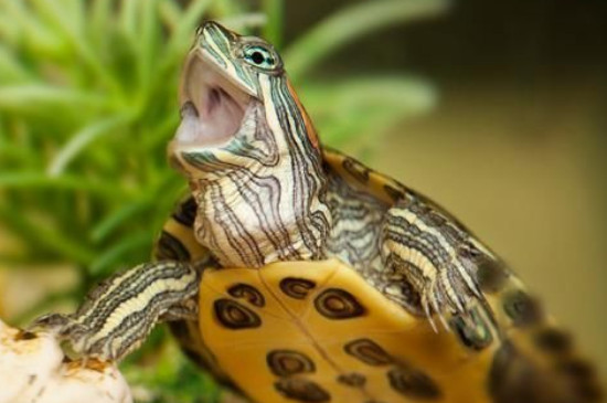 夏天乌龟多久换一次水