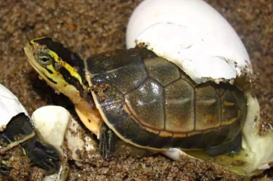 龟蛋怎样才能孵出来小乌龟?