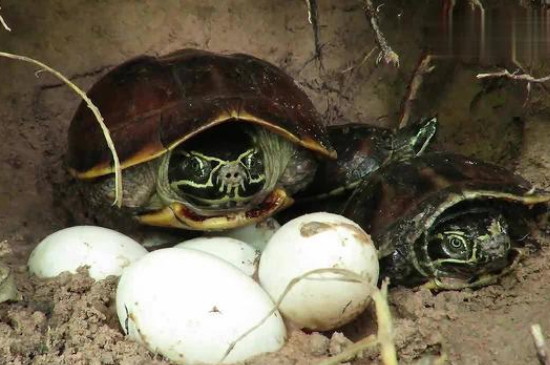 龟蛋怎样才能孵出来小乌龟?