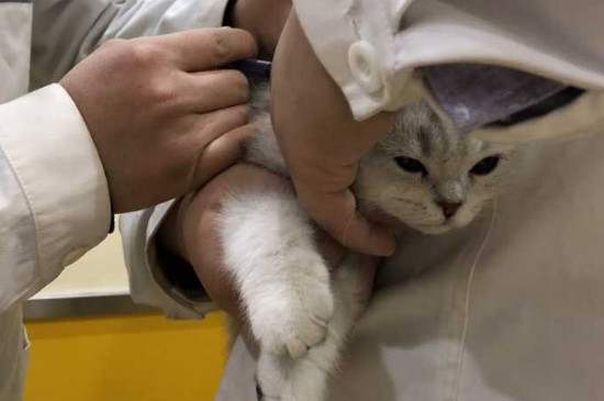猫必须要打疫苗吗