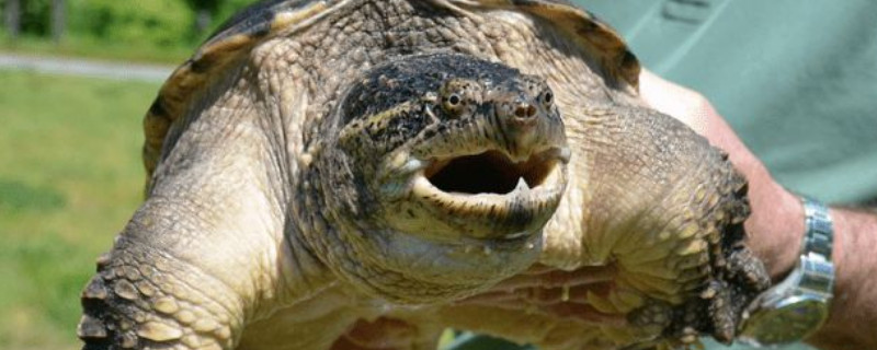 乌龟有牙齿吗