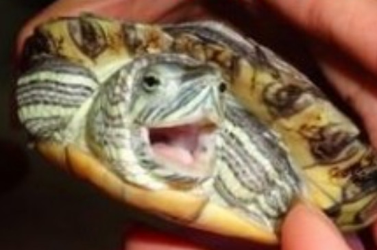 乌龟有牙齿吗