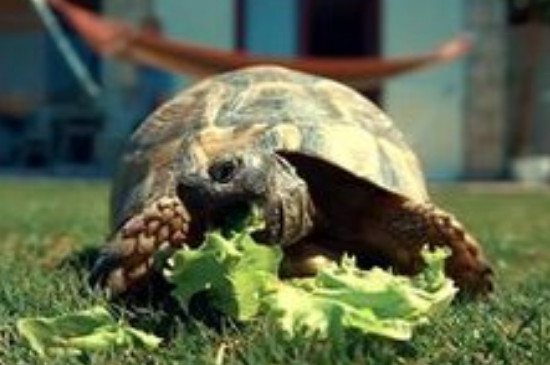 龟几天喂一次食