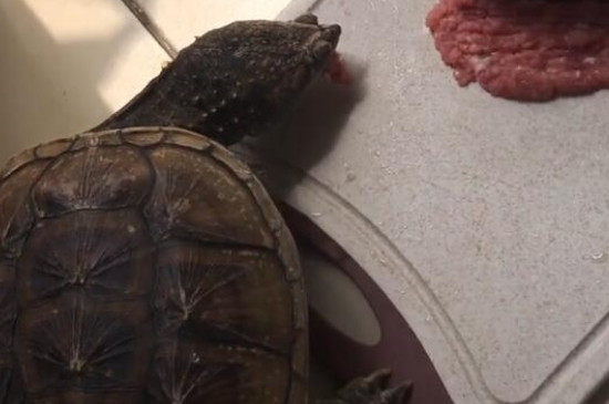 乌龟可以吃肉吗
