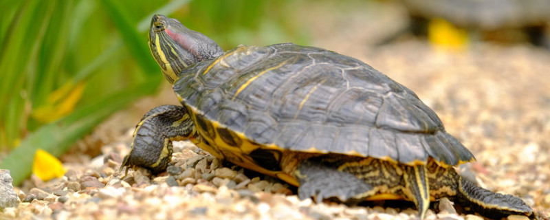 夏天乌龟多久喂一次食