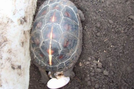 乌龟怎么繁殖