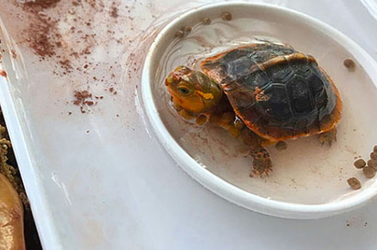 乌龟吐食是怎么回事