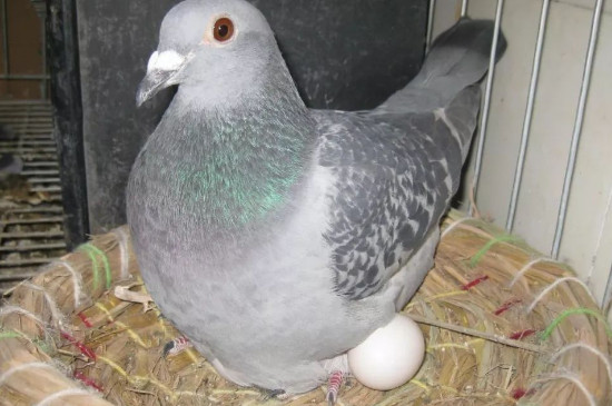 鸽子孵4个蛋能成功吗