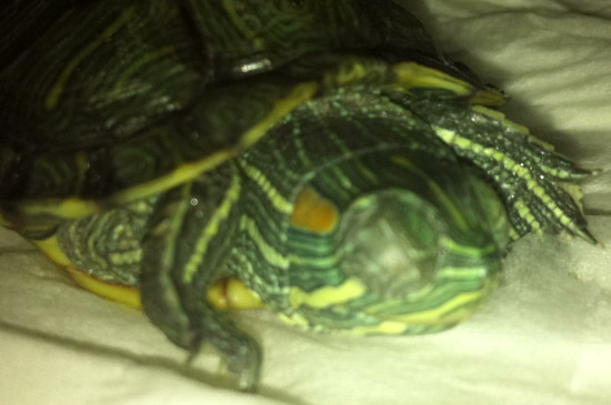 乌龟闭眼睛是在睡觉吗