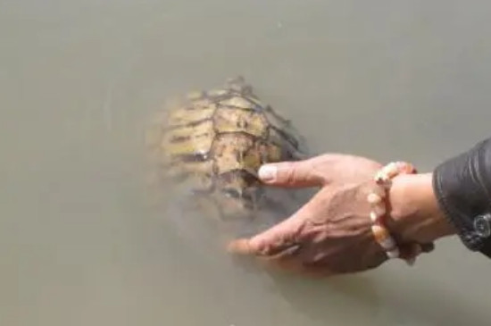 草龟放生到河里能活吗