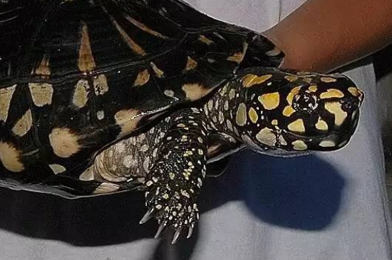 乌龟背上有黑色的斑点是什么东西