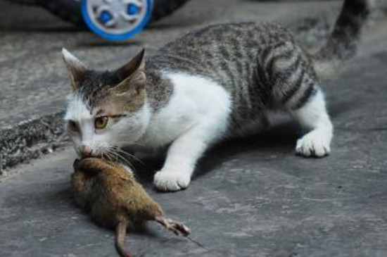 猫为什么喜欢吃老鼠