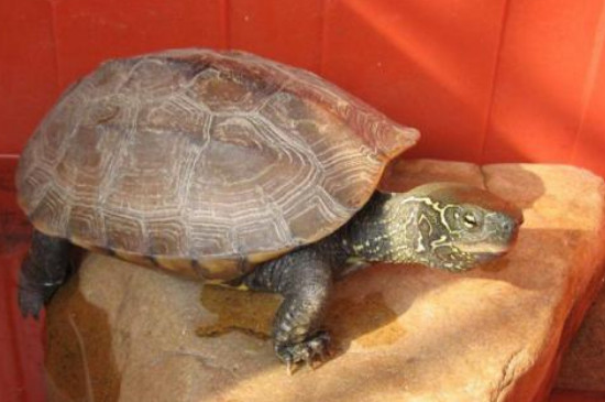 乌龟涂了红霉素以后干养多久