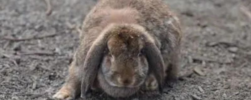 兔子怎么养长得快又肥