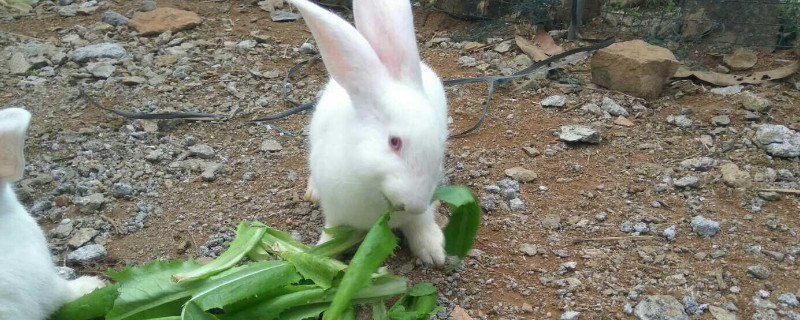 兔子能吃茄子吗