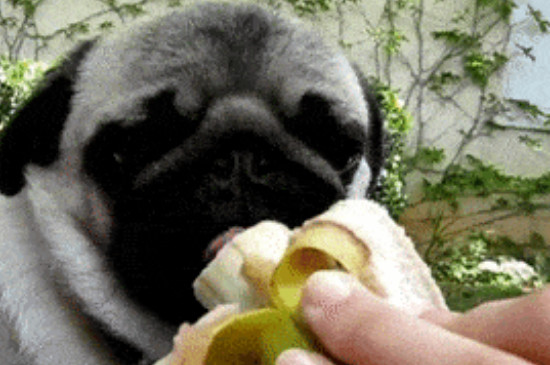 狗能吃香蕉么