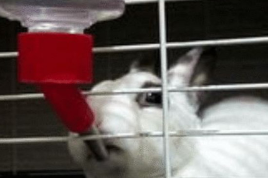 兔子可以喝自来水吗