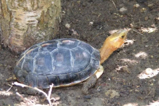 黄缘龟和安缘龟有什么区别