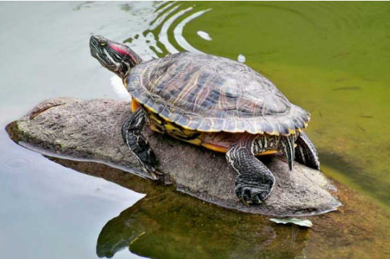 乌龟怎么分公母巴西龟