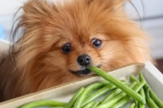 狗狗为什么不能吃芹菜
