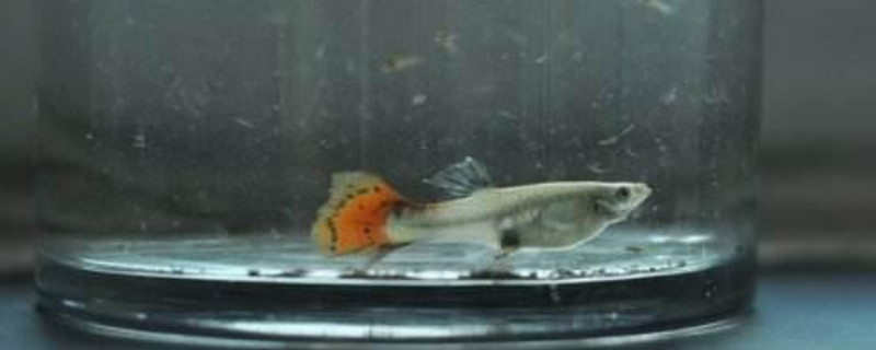 金鱼产卵在鱼缸里 能生出小鱼吗 宠物圈