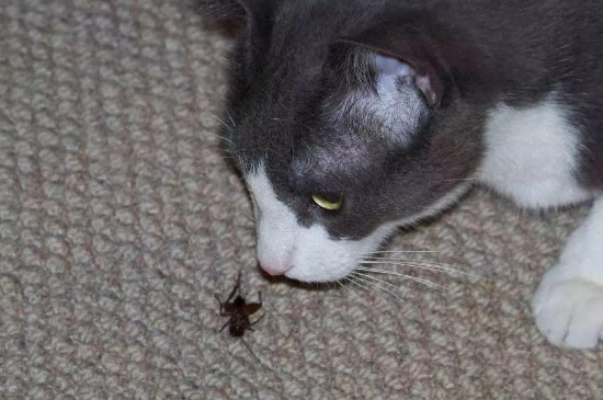 猫吃虫子要不要紧