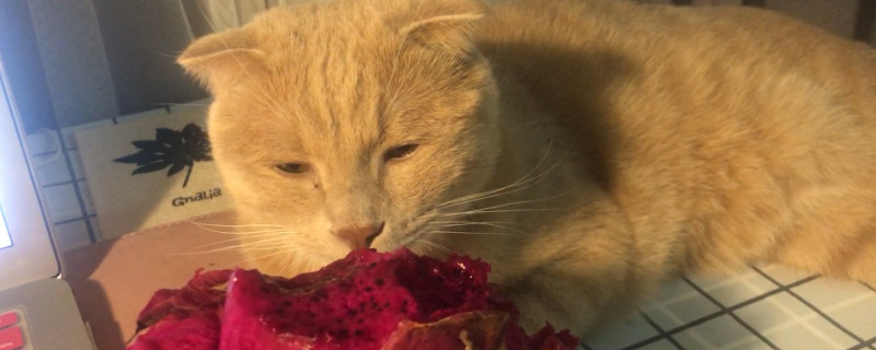 猫能吃火龙果吗红心的