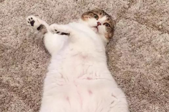 猫咪睡地板是因为热吗