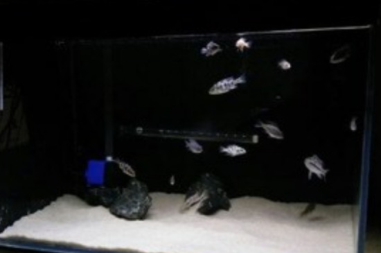 鱼缸壁有黑色霉斑怎么办