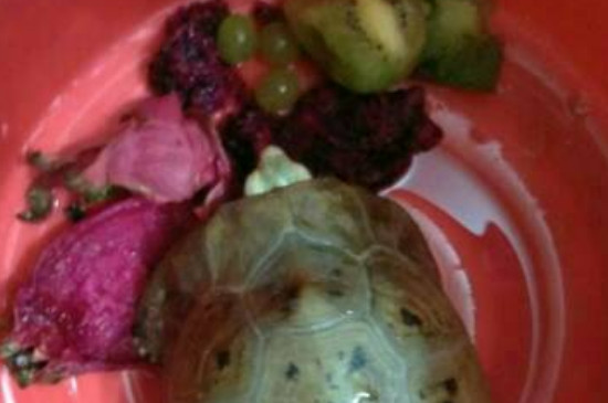 乌龟可以吃什么蔬菜水果