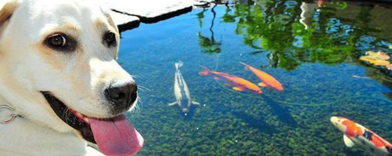 狗狗可以吃鱼吗