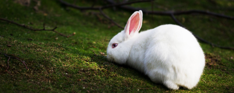 兔子身上有跳蚤怎么办