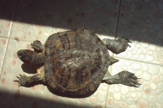 乌龟可以晒太阳吗