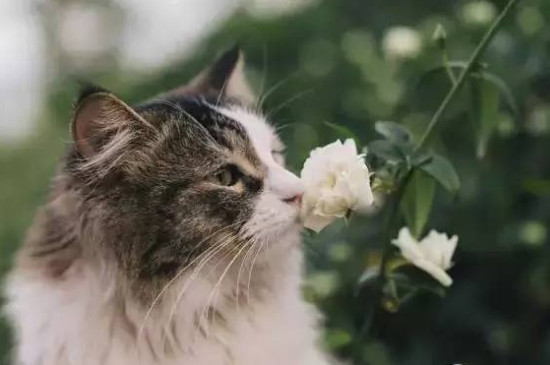 百合的气味对猫有影响吗