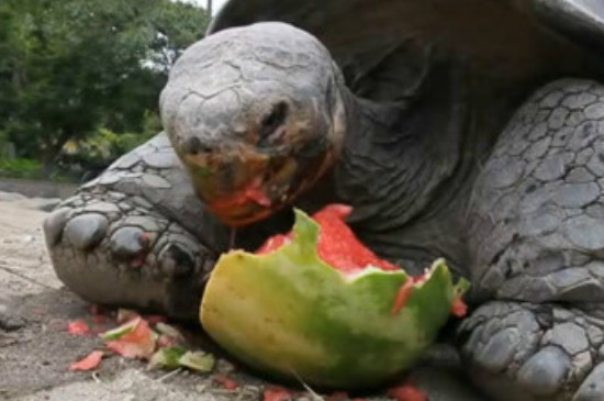 乌龟可以吃西瓜吗