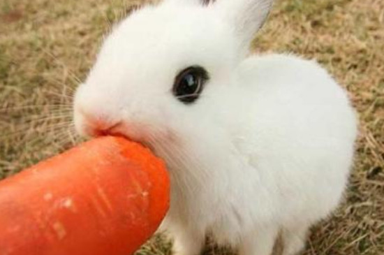 兔子夏天食欲不好怎么回事