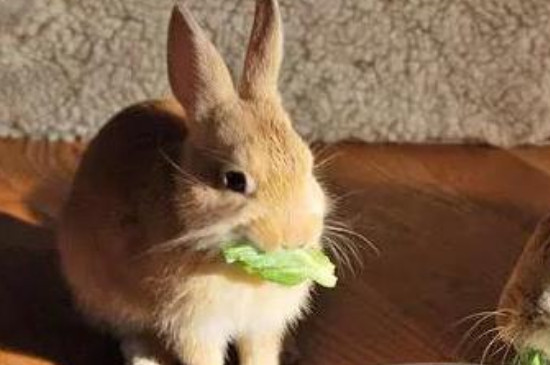 兔子可以吃韭菜吗