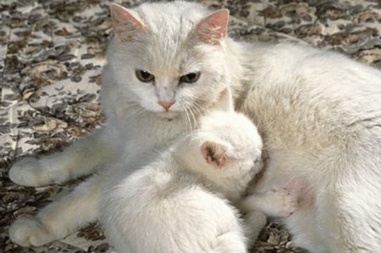 野猫会遗弃猫崽吗