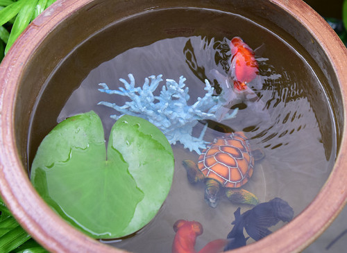 荷花缸养鱼如何保持水清澈