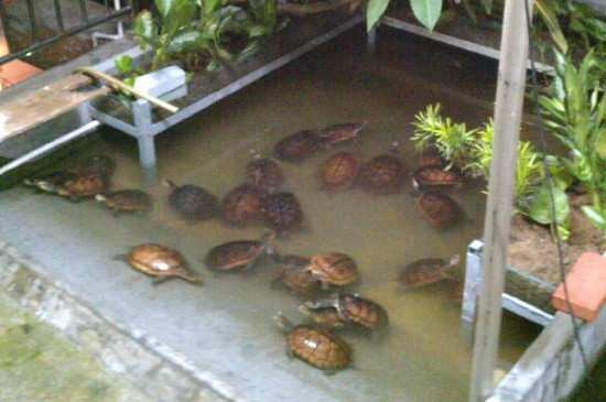 乌龟几天换一次水